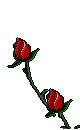 des rose s'ouvrent